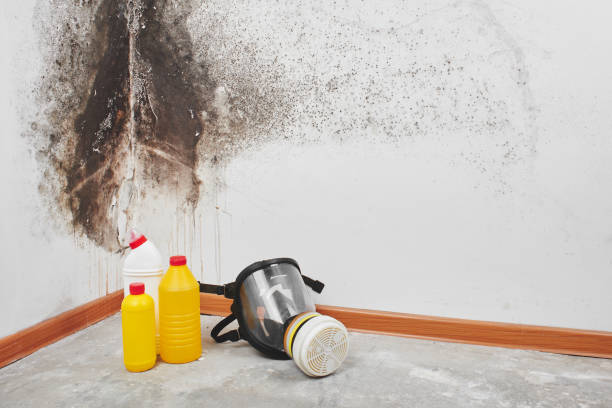 Best Home Mold Removal  in Robinson, TX