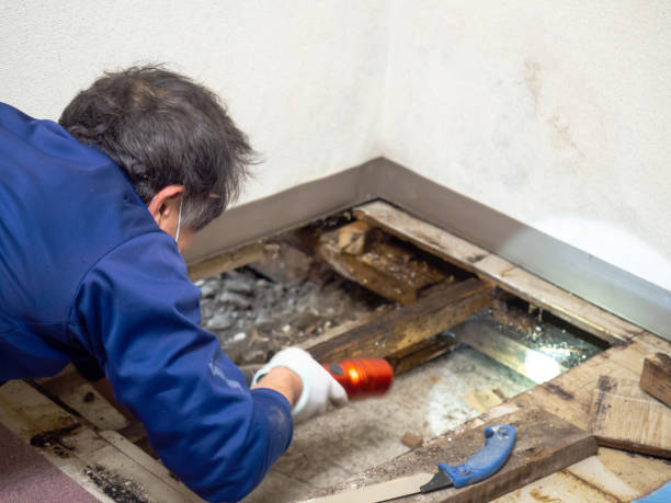 Best Mold Removal Near Me  in Robinson, TX