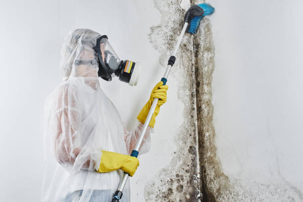 Best Black Mold Removal  in Robinson, TX