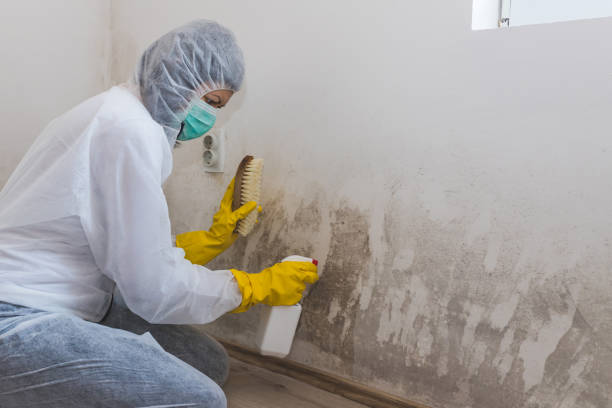 Best Certified Mold Removal  in Robinson, TX
