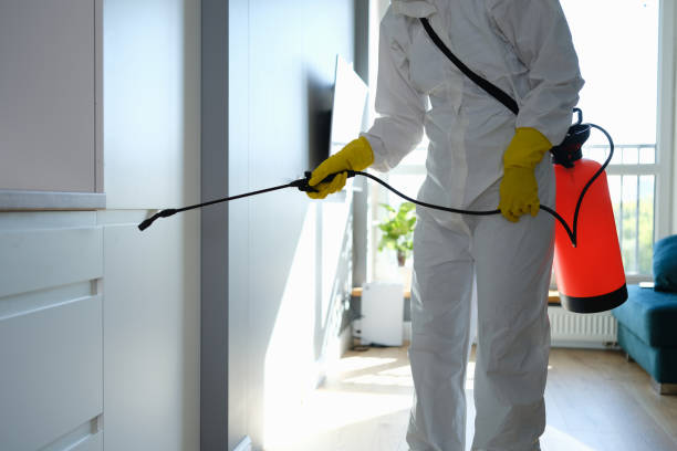 Best Black Mold Removal  in Robinson, TX
