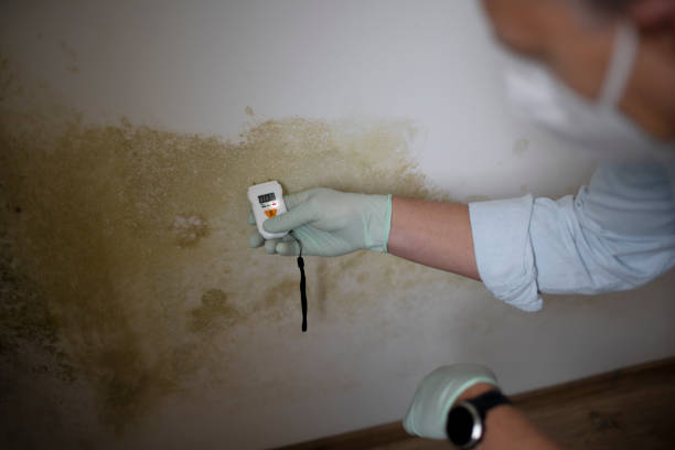 Best Mold Damage Repair  in Robinson, TX
