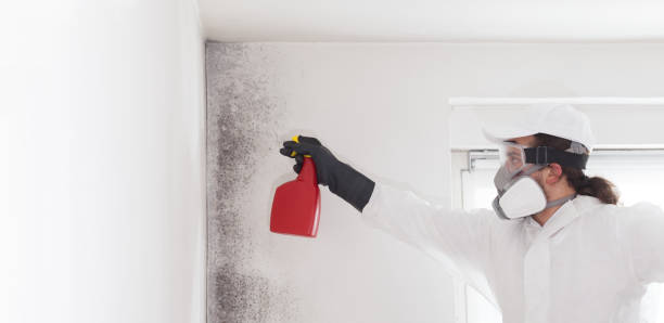 Best Mold Remediation  in Robinson, TX