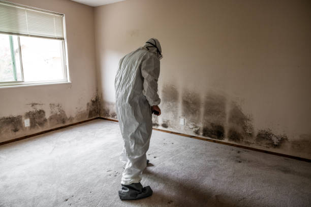 Best Mold Removal Near Me  in Robinson, TX