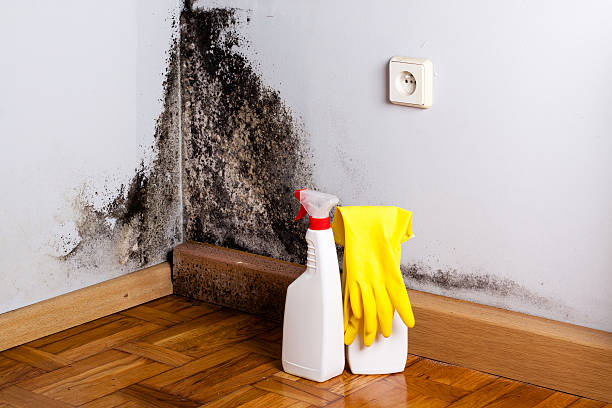 Best Toxic Mold Removal  in Robinson, TX