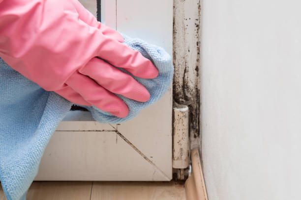 Home Mold Removal in Robinson, TX