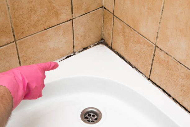 Best Mold Damage Repair  in Robinson, TX