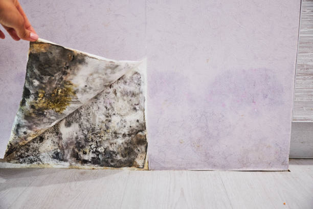  Robinson, TX Mold Removal Pros